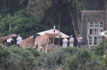 The Ultimate Nairobi City Tour & Giraffe Feeding Experience
