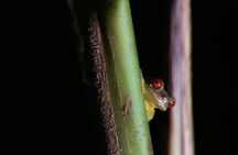 Night Walking Tour in Monteverde Wildlife Refuge