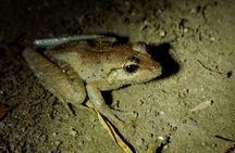 Night Walking Tour in Monteverde Wildlife Refuge