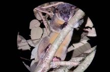 Night Walking Tour in Monteverde Wildlife Refuge