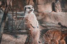 Taipei Zoo and Maokong Gondola tour
