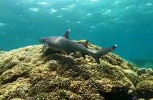 Playa Venao: Island Snorkeling Tour 