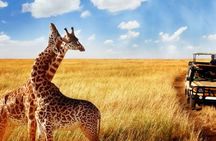 Full Day Hluhluwe Imfolozi Private Game Reserve from Durban