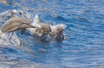 3-Hour Small-Group Maalaea Luxury Snorkel Cruise Tour
