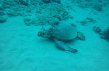 3-Hour Small-Group Maalaea Luxury Snorkel Cruise Tour