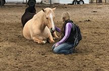1.5 Hours Private Meditations with the Horses in Oregon