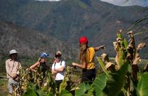 Taste of Hawaii: A Maui Farm Tour