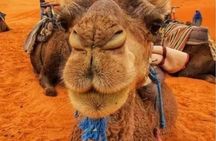 3 Days Group Tour from Marrakech to Merzouga Desert