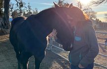 1.5 Hours Private Meditations with the Horses in Oregon