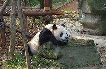 Private Day Tour to Dujiangyan Panda Base & Dam from Chengdu