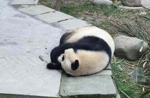 Private Day Tour to Dujiangyan Panda Base & Dam from Chengdu