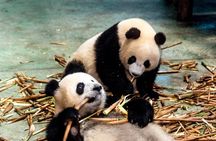 Private Day Tour to Dujiangyan Panda Base & Dam from Chengdu