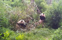 Private Day Tour to Dujiangyan Panda Base & Dam from Chengdu