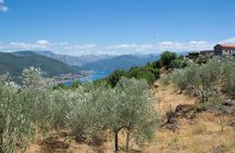 Olive oil farm to fork experience & short walking tour of Kotor
