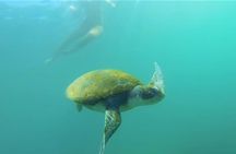 La Jolla Kayak and Snorkel Tour
