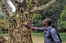 Boti Falls, Botanic Gardens, Cocoa Fam, Umbrella Rock Experience
