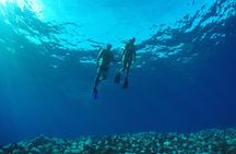 Maui Dolphins & Turtles - Makai Adventures