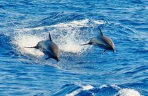 Maui Dolphins & Turtles - Makai Adventures