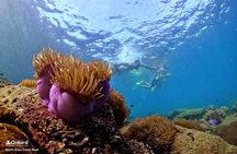 PRO-SNORKELING to Explore Hidden Coral Reefs (MAX 10 PAX)