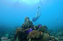 PRO-SNORKELING to Explore Hidden Coral Reefs (MAX 10 PAX)