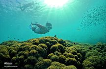 PRO-SNORKELING to Explore Hidden Coral Reefs (MAX 10 PAX)