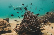 Two Fun Dives for Certified Divers in Koh Kood or Koh Rang 
