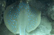 Two Fun Dives for Certified Divers in Koh Kood or Koh Rang 