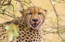Private Luxury 4 Days Nakuru Park & Maasai Mara National Reserve