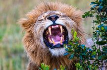 Private Luxury 4 Days Nakuru Park & Maasai Mara National Reserve