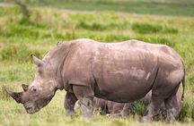 Private Luxury 4 Days Nakuru Park & Maasai Mara National Reserve