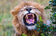 Private Luxury 3 Day Maasai Mara National Reserve Experience
