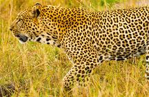 Private Luxury 3 Day Maasai Mara National Reserve Experience