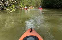 Kayak Mangrove Tour in Manuel Antonio 