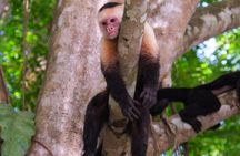 Kayak Mangrove Tour in Manuel Antonio 