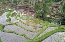 Ubud Highlights: Sacred Monkey Forest, Rice Terraces, Waterfall