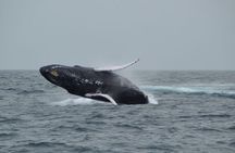 Private Whale Watching Tour in Sal Rei