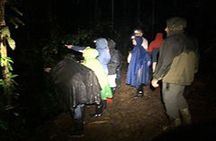 Sarapiqui Frog Experience: Night Experience in the Jungle.