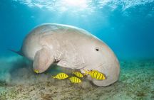 Marsa Mubarak snorkeling with dugong and turtles - marsaalam 