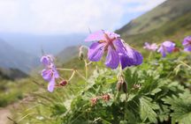 1 day Ala-Archa gorge tour