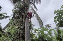 Banana Plantation / Black Sand Beach Experience