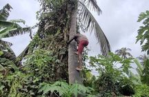 Banana Plantation / Black Sand Beach Experience