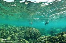 PRO-SNORKELING to Explore Hidden Coral Reefs (MAX 12 PAX)