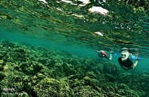 PRO-SNORKELING to Explore Hidden Coral Reefs (MAX 12 PAX)