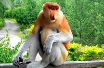 Full Day Orang Utan Sepilok, Proboscis Monkey, Sunbear, RDC