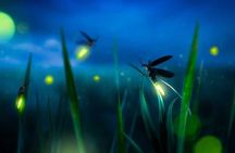 Kuala Selangor Fireflies & Nature Escape – From Kuala Lumpur