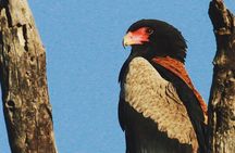 Exclusive Sunset Game Drive Safari near Hoedspruit