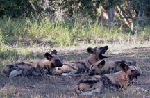Exclusive Sunset Game Drive Safari near Hoedspruit
