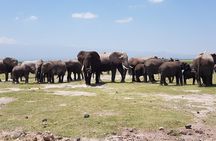 2 Days Amboseli Park Overnight Private Safari