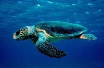 Laganas Zakynthos: Marathonissi, Keri Caves and Turtles Spotting