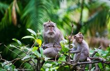 Ubud: Monkey Forest, Water Temple, Rice Terrace, Waterfall
